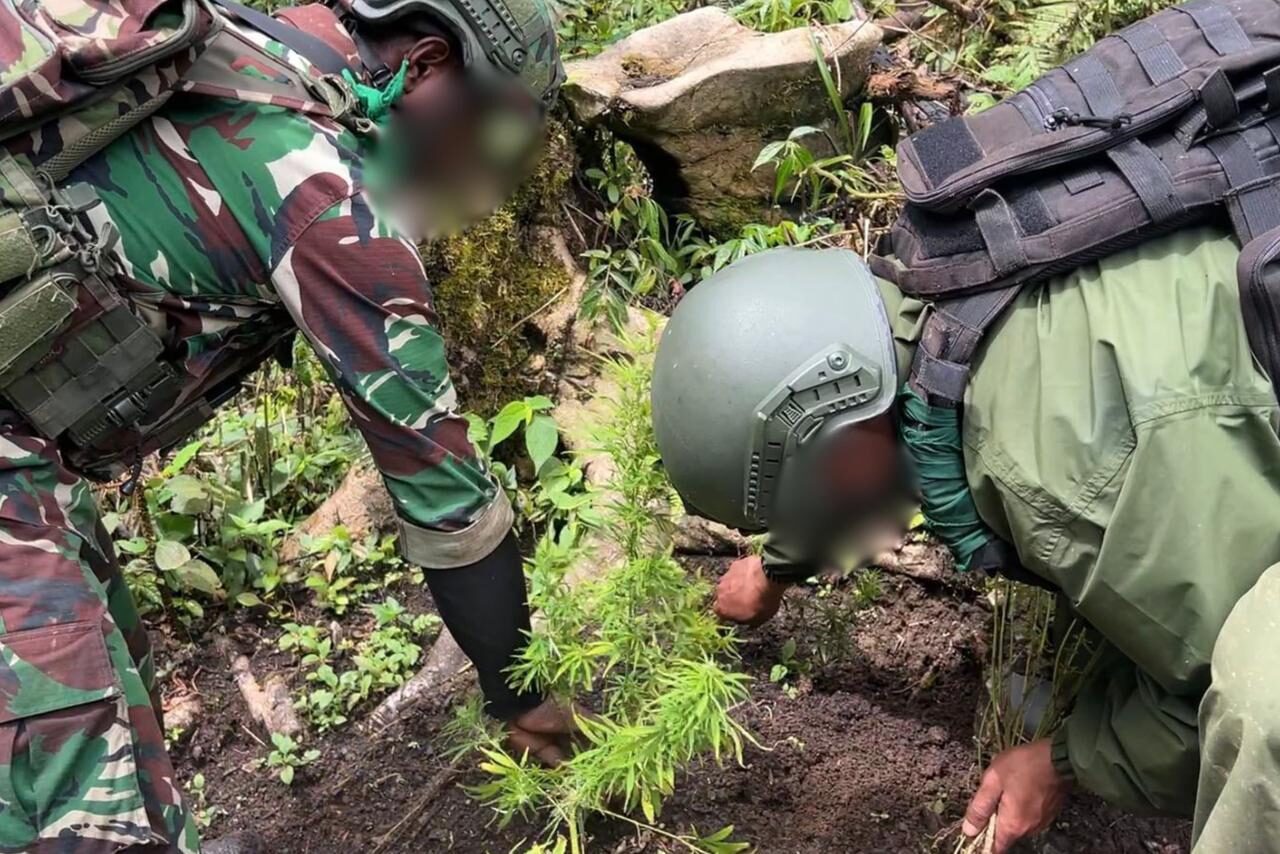 Ladang Ganja Pegunungan Bintang di Ungkap TNI-Polri Sebanyak, 135 Batang Disita