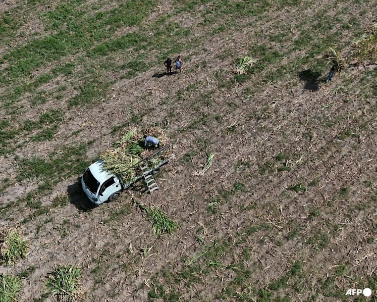 WMO: El Nino Diprediksi Sangat Kuat