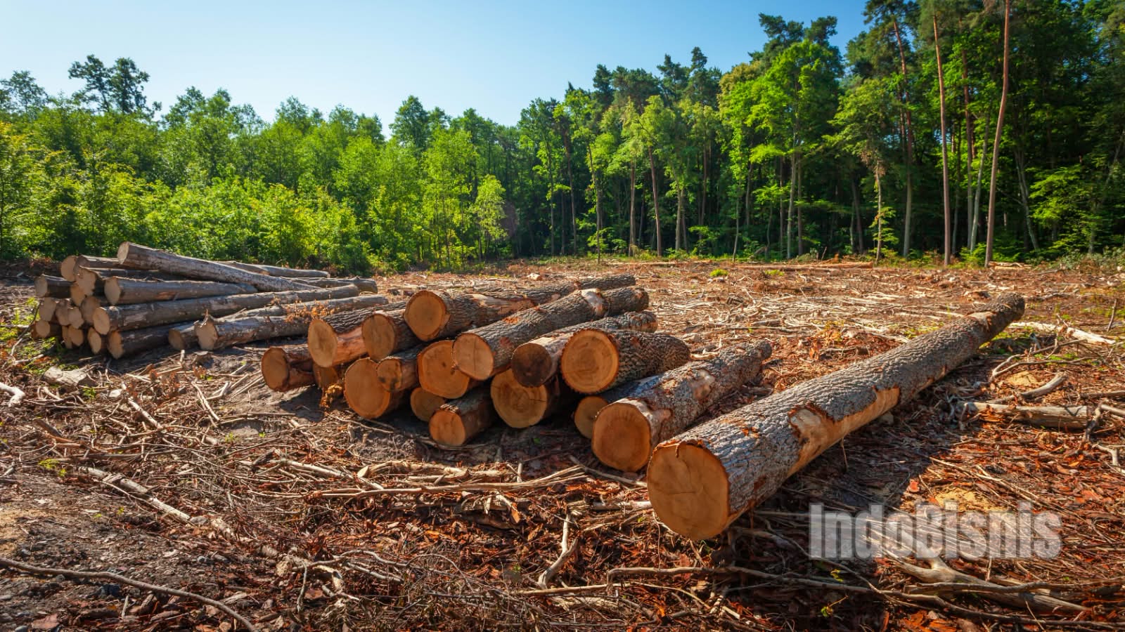 Kayu Indonesia Berakhir di Indiana